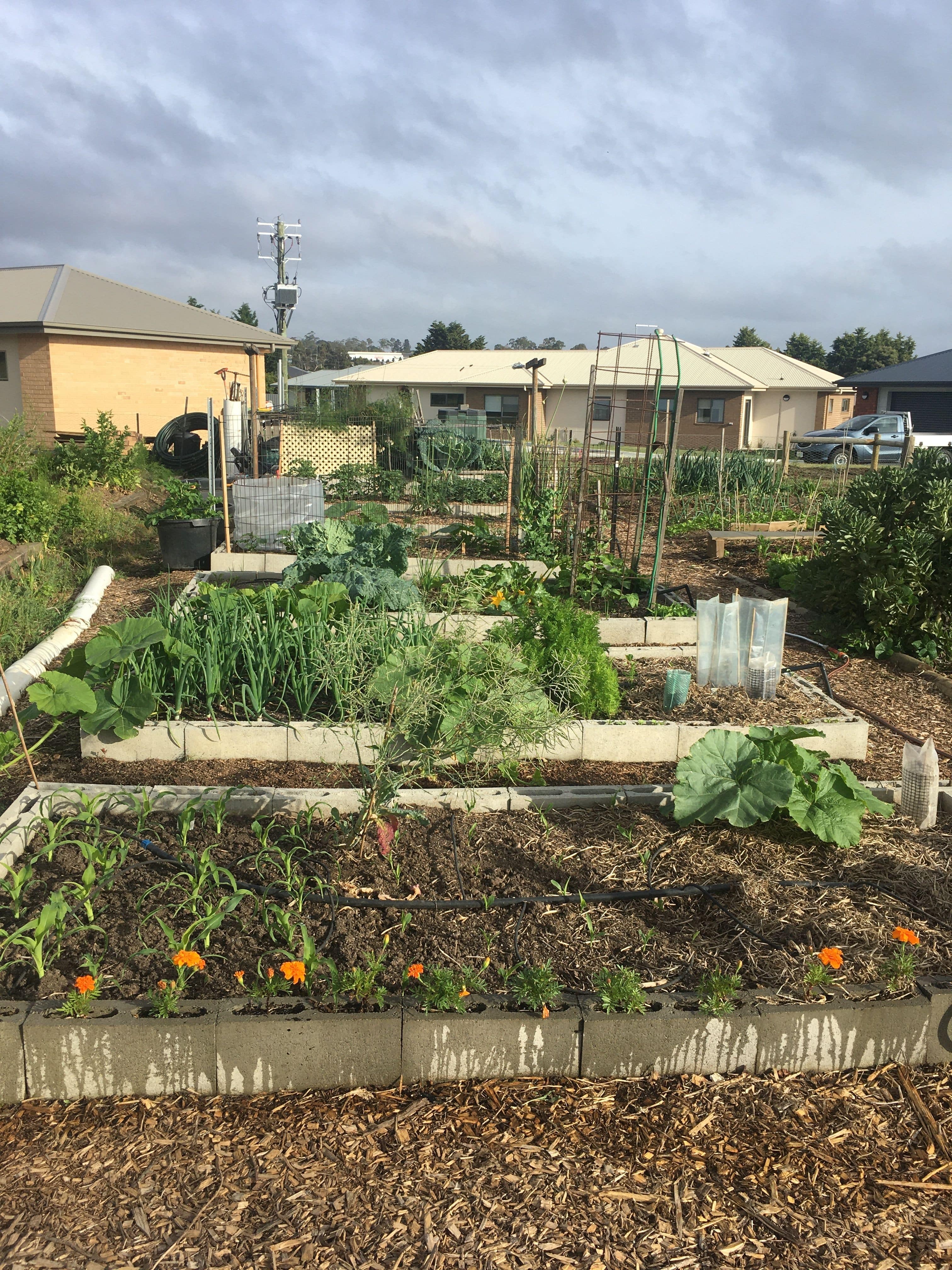 Cabbage Cultivation