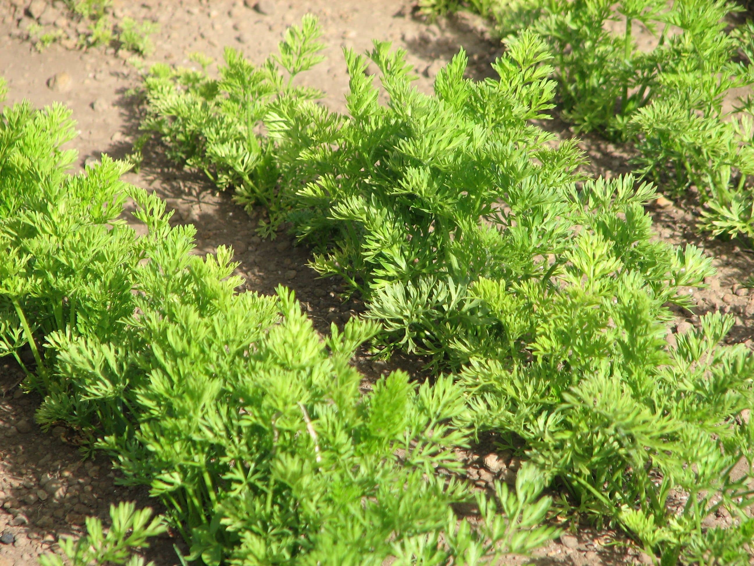 Root Vegetables
